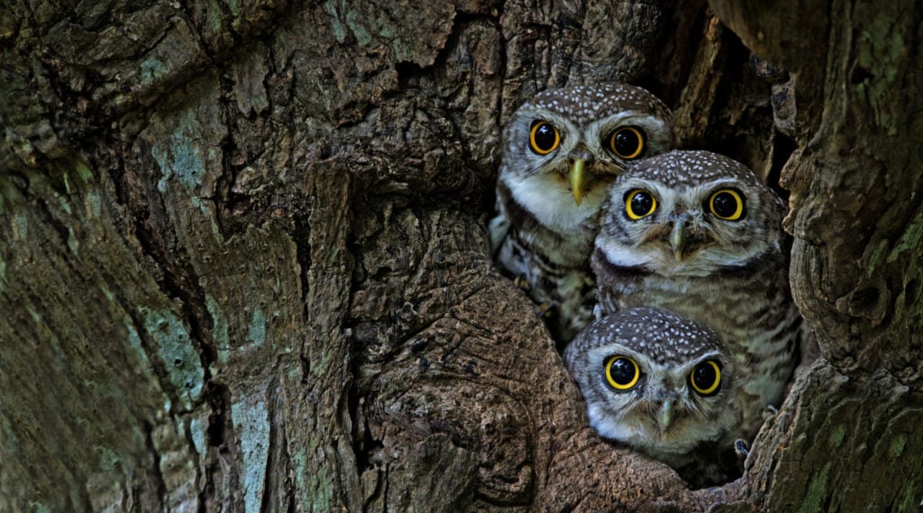 Owls-1024x569